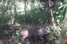 PIG RESCUE! WCS Video Shows Daring Rescue of Wild Boar Caught in Snare in Cambodia